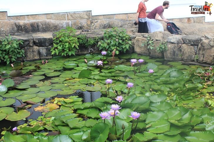 Sigiriya How to get there - Dambulla Lotus Pond