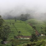 Train Ride from Kandy to Nuwara Eliya - Tea Estate view 2