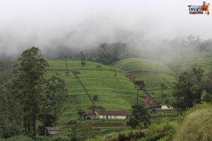 Train Ride from Kandy to Nuwara Eliya - Tea Estate view 2