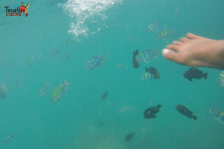 Island Hopping in Phuket - Underwater View - Snorkeling - Koh Phi Phi Island Hopping
