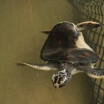 sri lanka tour itinerary - Kasgoda Turtle Conservation Project - Turtle not seaworthy conserved
