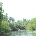 Sri Lanka Tour Itinerary - Madu River Boat Ride through Mangroves - View 1