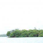 sri lanka tour itinerary - Madu River Boat Ride through Mangroves - View 12