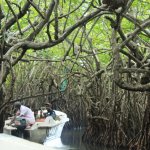 sri lanka tour itinerary - Madu River Boat Ride through Mangroves - View 16