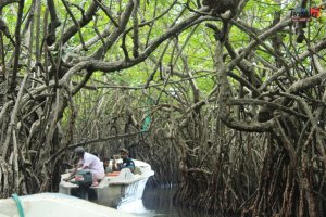 sri lanka tour itinerary - Madu River Boat Ride through Mangroves - View 16