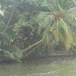 sri lanka tour itinerary - Madu River Boat Ride through Mangroves - View 17