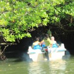 sri lanka tour itinerary - Madu River Boat Ride through Mangroves - View 18