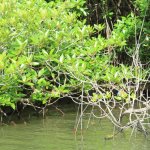 sri lanka tour itinerary - Madu River Boat Ride through Mangroves - View 19