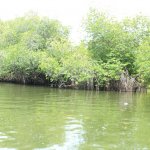 Sri Lanka Tour Itinerary - Madu River Boat Ride through Mangroves - View 2