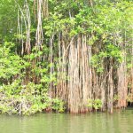 sri lanka tour itinerary - Madu River Boat Ride through Mangroves - View 20