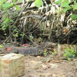 sri lanka tour itinerary - Madu River Boat Ride through Mangroves - View 22 - Lizard spotted