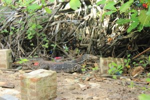 sri lanka tour itinerary - Madu River Boat Ride through Mangroves - View 22 - Lizard spotted