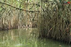 sri lanka tour itinerary - Madu River Boat Ride through Mangroves - View 3