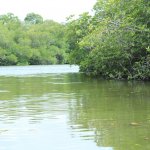 sri lanka tour itinerary - Madu River Boat Ride through Mangroves - View 4