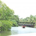 sri lanka tour itinerary - Madu River Boat Ride through Mangroves - View 5