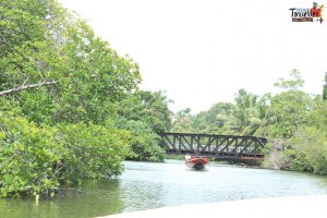 sri lanka tour itinerary - Madu River Boat Ride through Mangroves - View 5