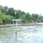 sri lanka tour itinerary - Madu River Boat Ride through Mangroves - View 6