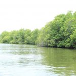 sri lanka tour itinerary - Madu River Boat Ride through Mangroves - View 8