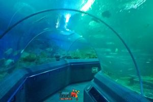 Best Places to Visit in Thailand - Pattaya Underwater Museum - View 1