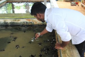 sri lanka tour itinerary - Recently hatched tiny turtles at Kasgoda Turtle Conservation project