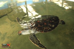 sri lanka tour itinerary - kasgoda Turtle Hatchery View 1