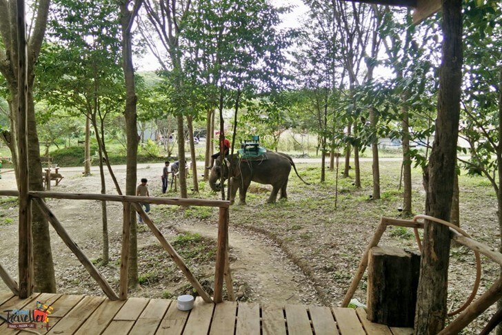 to do on Koh Lanta - Elephant Trek